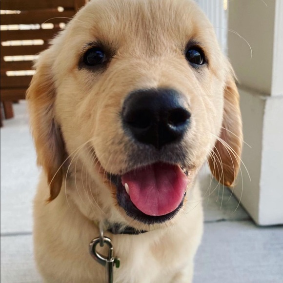 Meet your Posher, Jolie - Picture 1 of 1